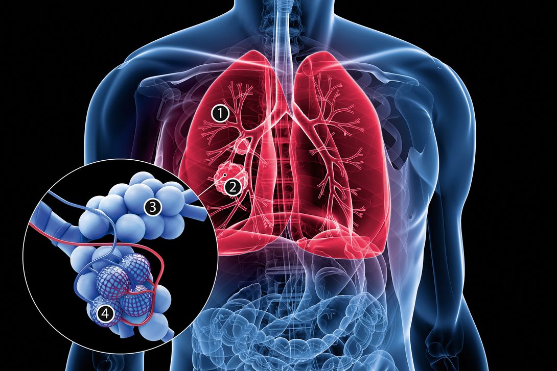 csm_lungs_with_numbers_istock_8e1e91fa39.jpg