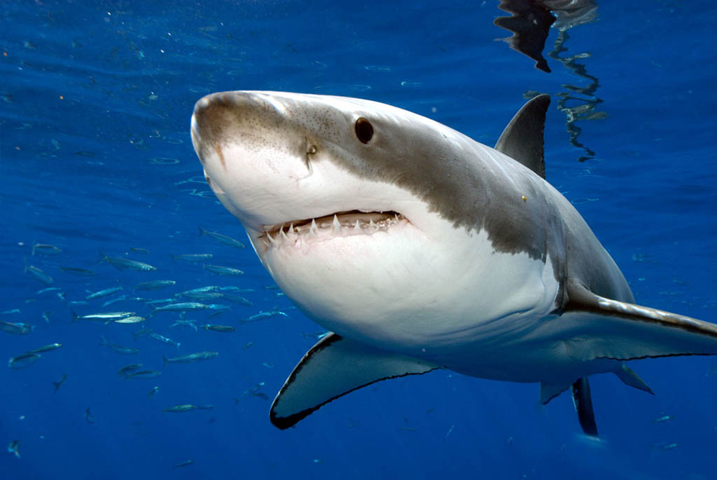 great-white-shark1.jpg